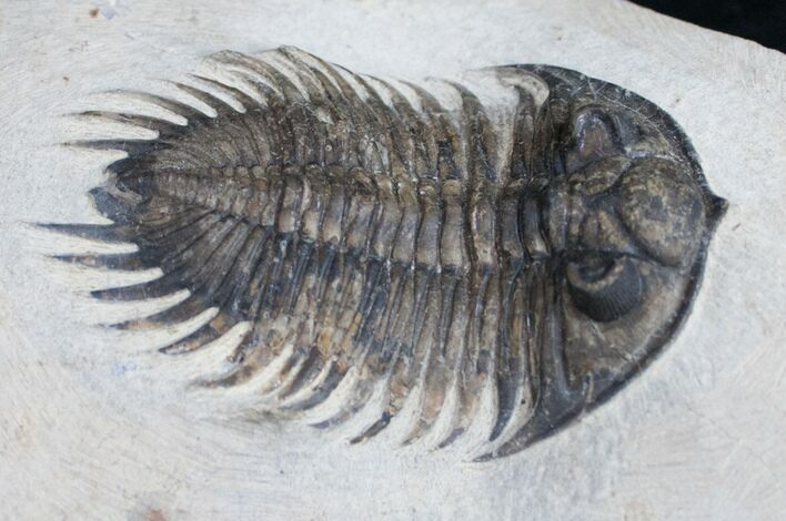 Treveropyge Maura (Heliopyge) Trilobite - Great Eyes #9535